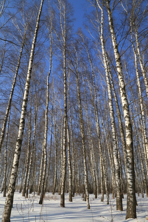 весеннее небо берёзки