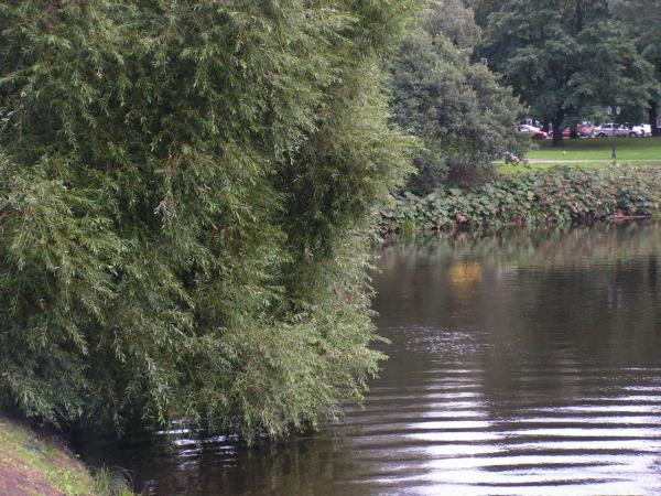 Ранняя осень у канала... осень канал дерево вода