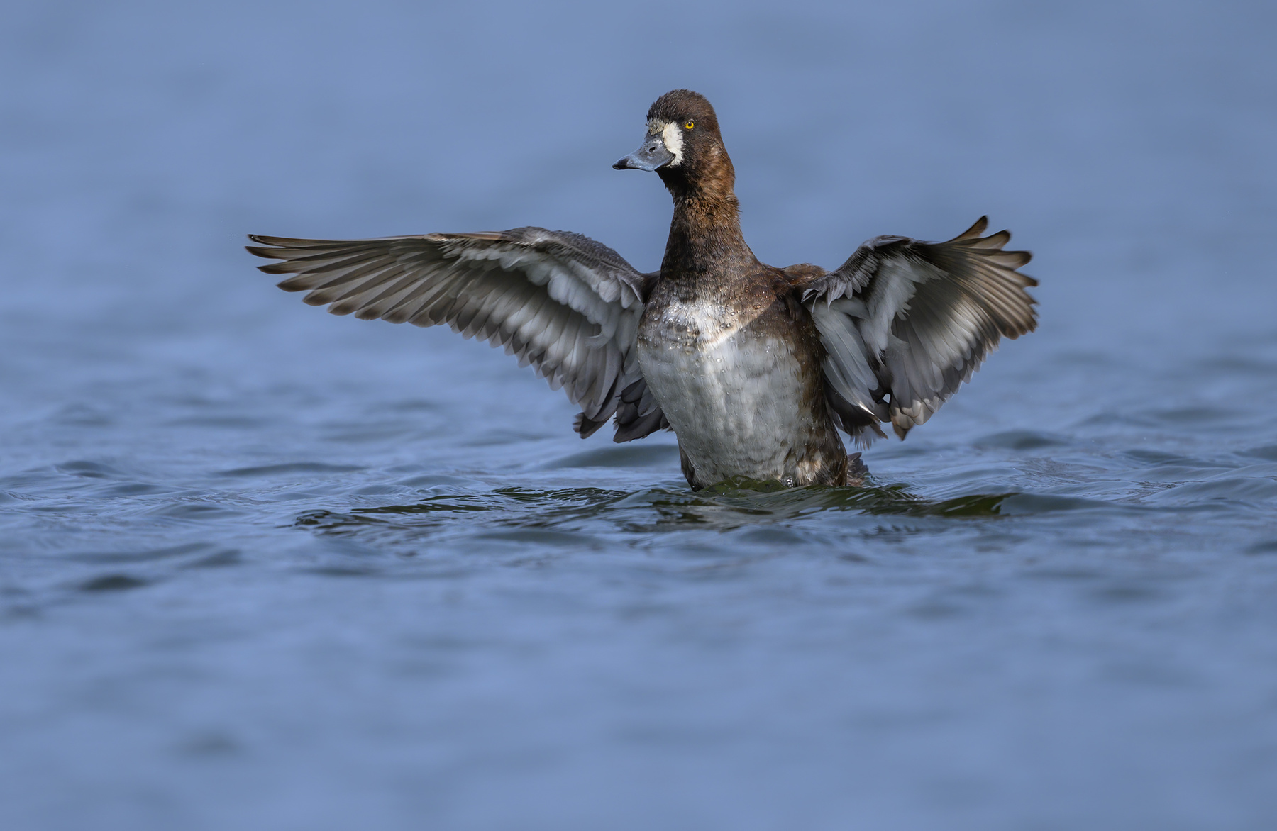 Lesser scaup (f) 