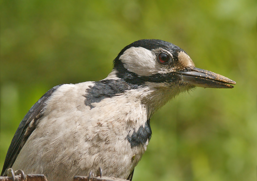 Дятел. Просто Дятел... Большой пестрый дятел, Great Spotted Woodpecker, Dendrocopos major