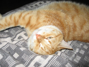 котик кот, животные