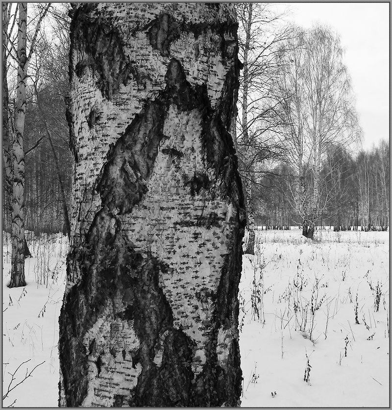 Её лицо берёза лик лицо