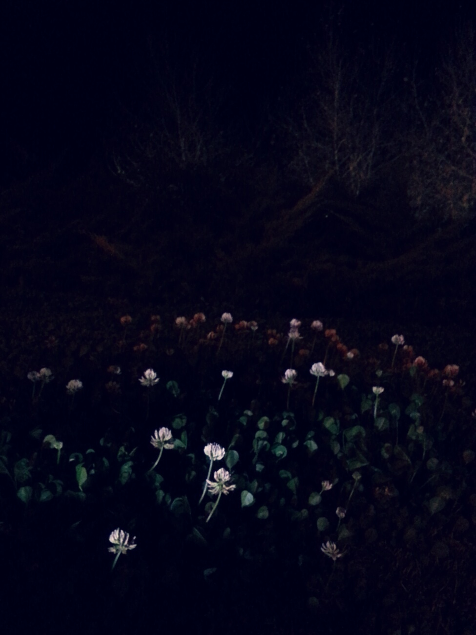 January night 
