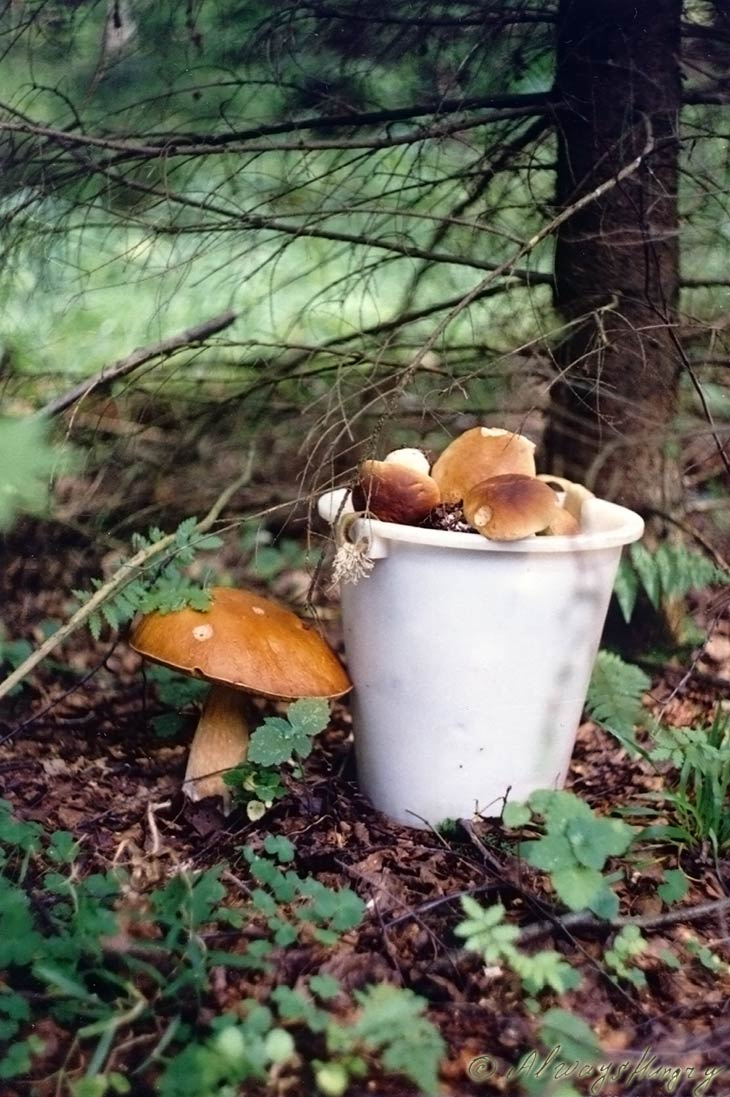 Лесной урожай Природа, грибы