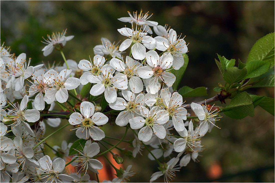 Prunus cerasus - Вишня обыкновенная. Prunus cerasus Вишня обыкновенная цветки цветение растение