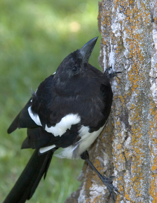 Saroka Beloboka Magpie