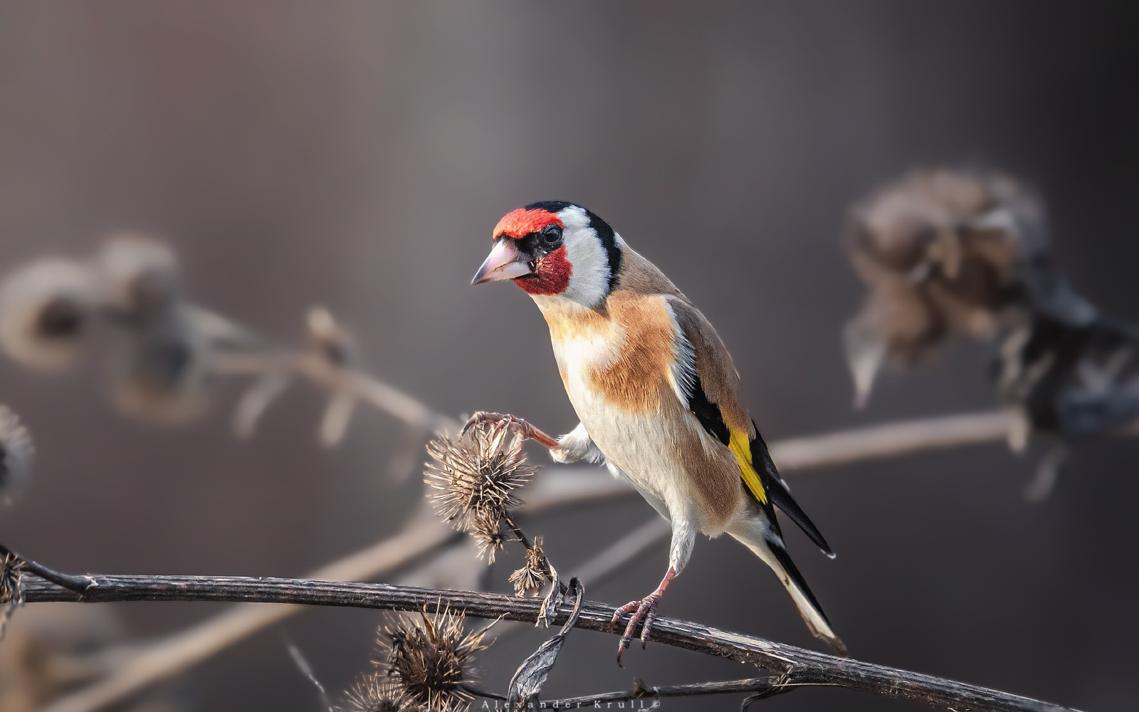 Это - моё! щегол черноголовый обыкновенный carduelis