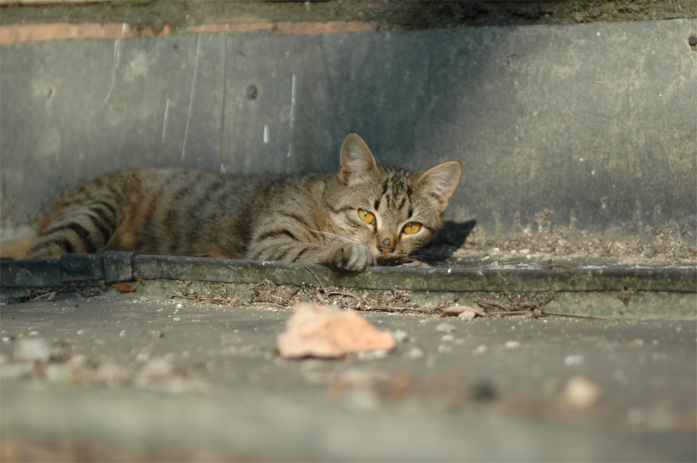 кошак кошак, кошка
