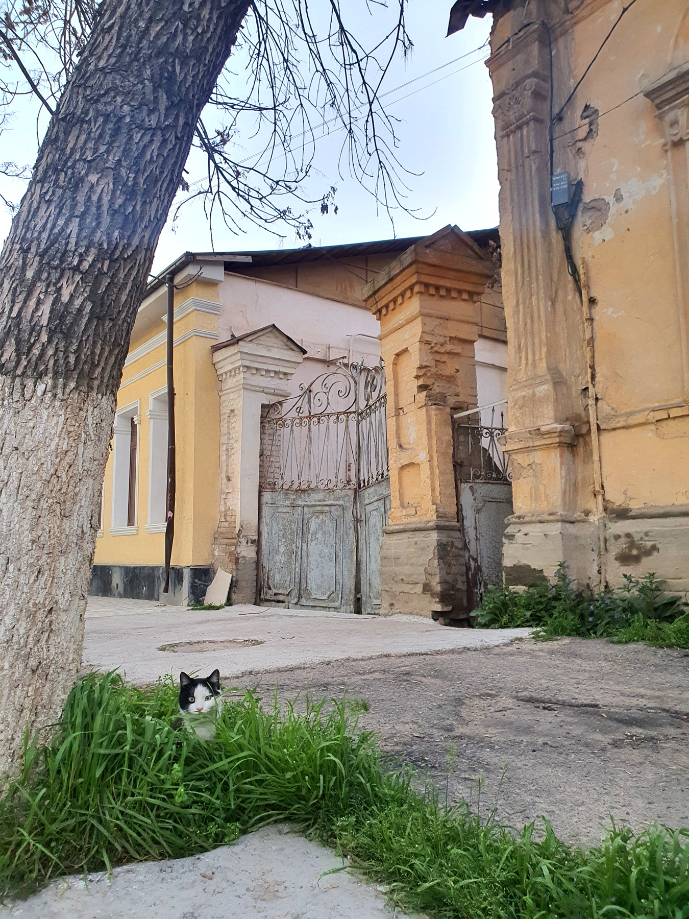 Взгляд из травы Кот животное день трава природа постройка ташкент