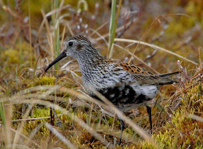 Чернозобик у себя дома Чернозобик, Calidris alpina, Dunlin, Tobseda, Barents Sea, Arctic