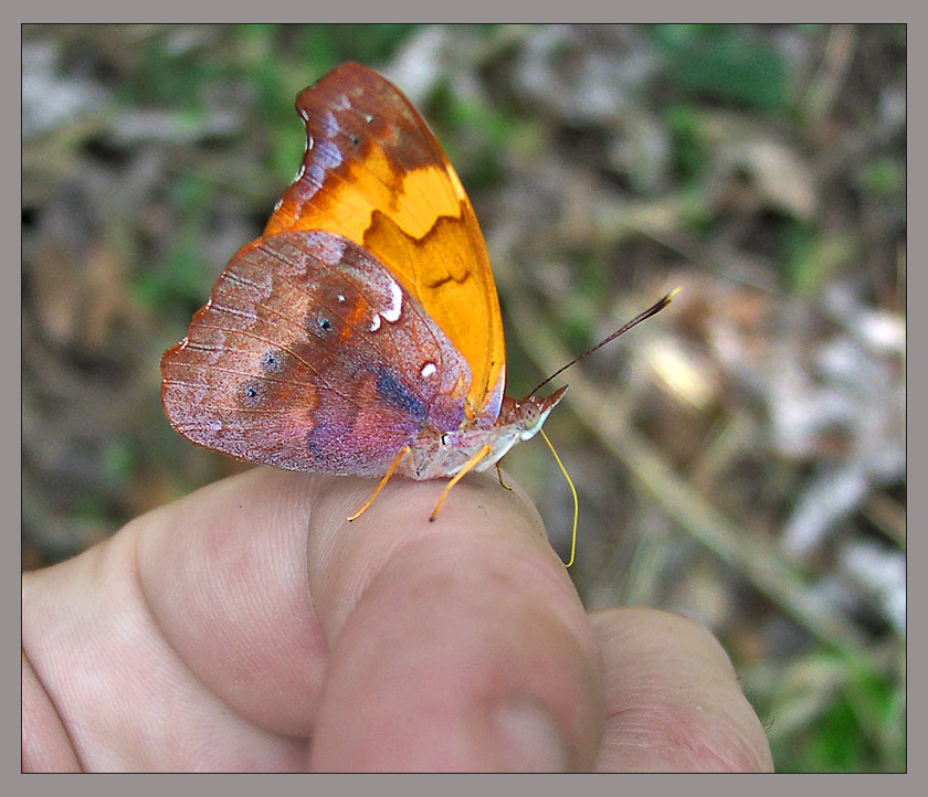 Укрощение строптивого бабочка orange banner Nymphalidae Mexico