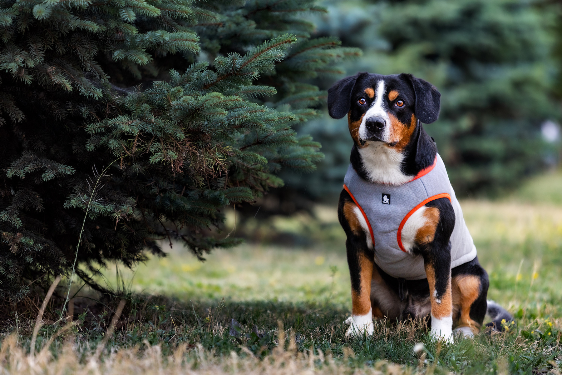 ___. Satoshi (FRESH ENERGY) dog Entlebucher Sennenhund Satoshi FRESH ENERGY