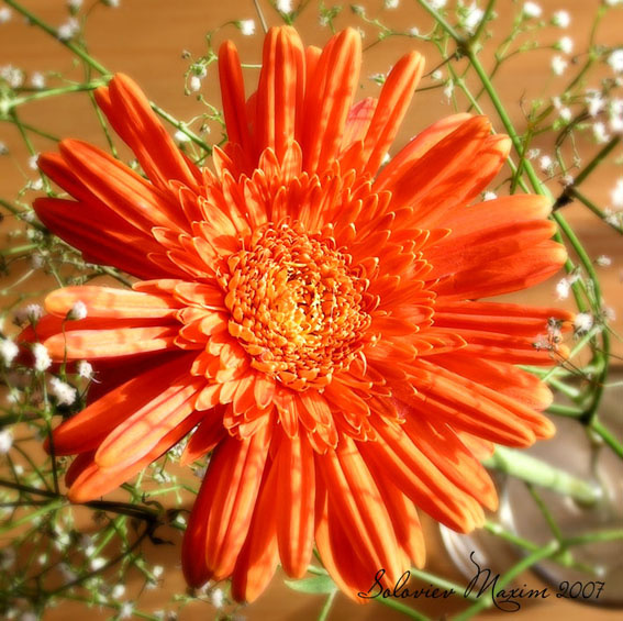Gerbera 