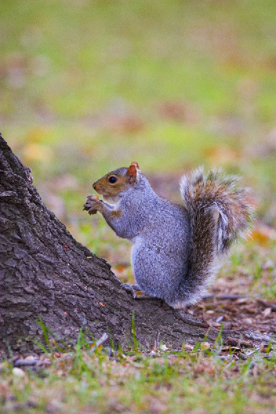 squirrel белка