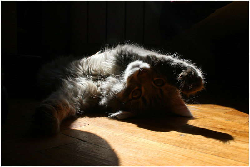 *** кот, Тимофей