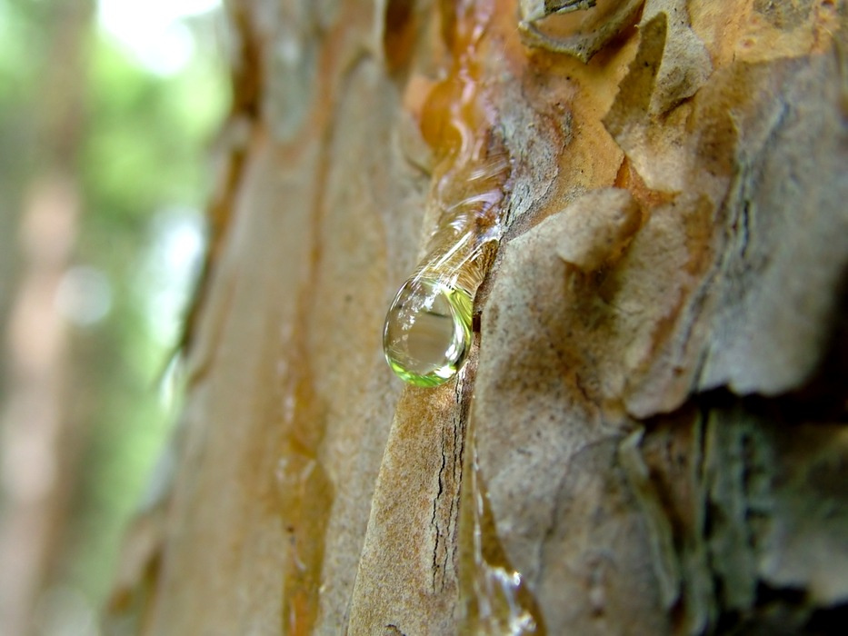 Tear of Pine сосна, капля, смола отражение