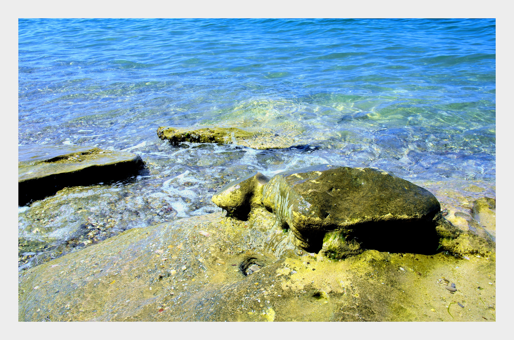 Черепаха. Июнь,море,камни,Крым