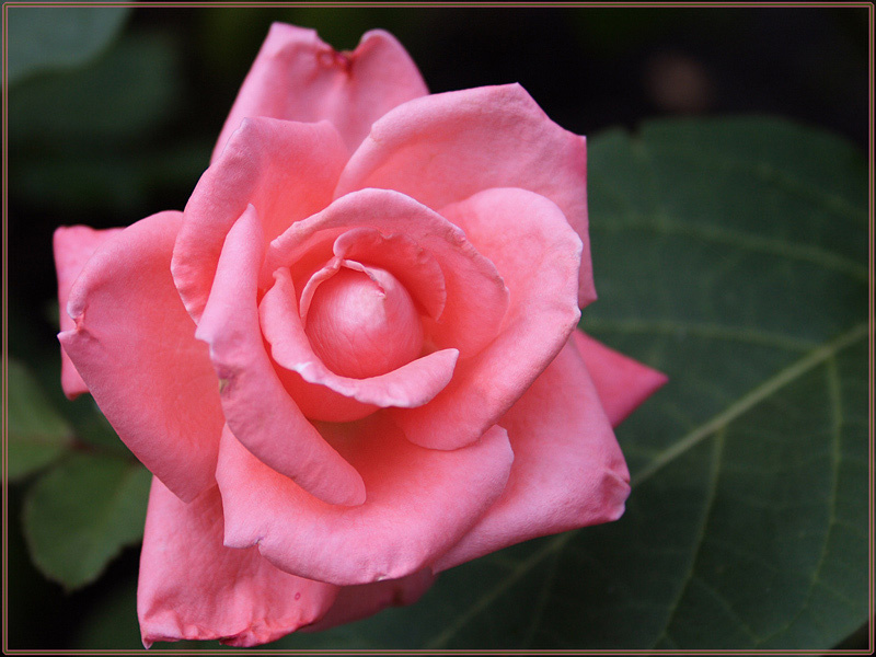 pink роза