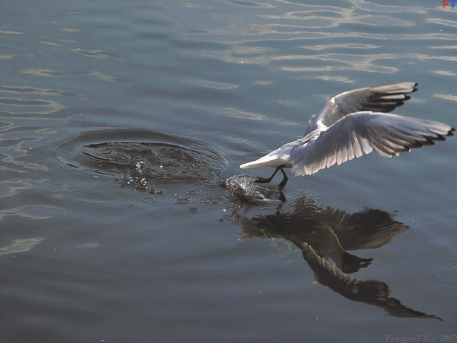 По воде вода, птица, животные, день, питер, солнце, лето