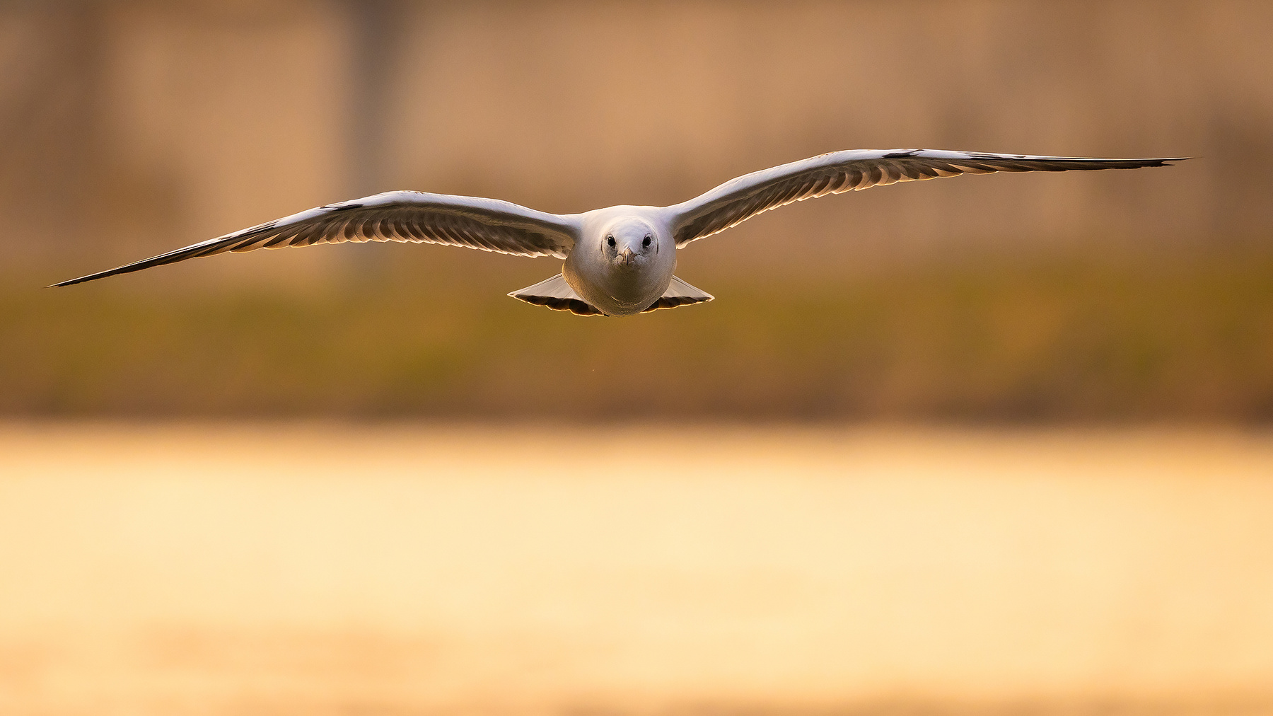 Gull 