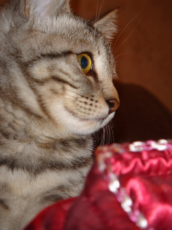 BOSSA кошка