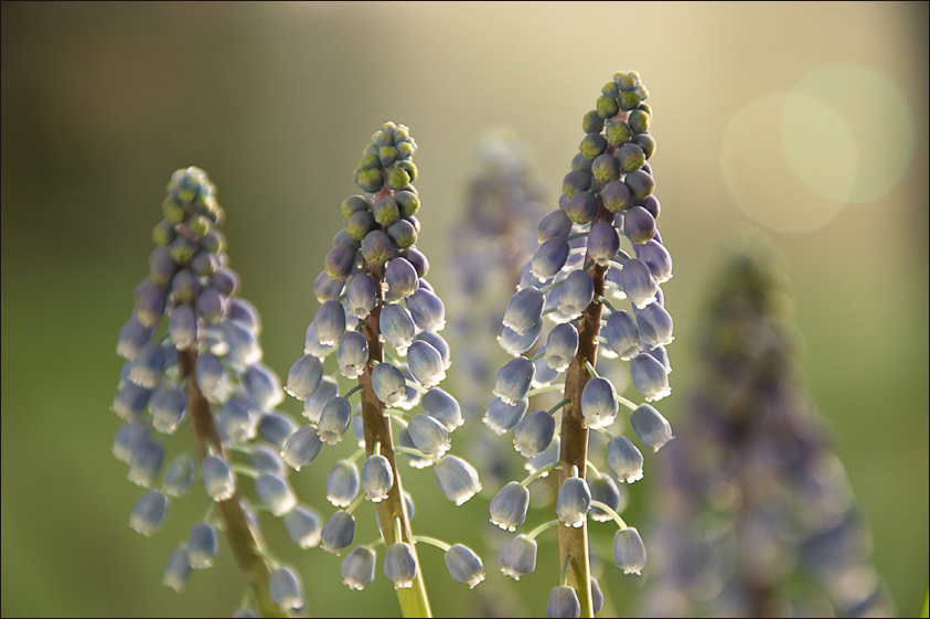 Muscari цветы, природа, свет