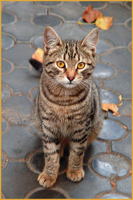 Вот и осень... осень кот