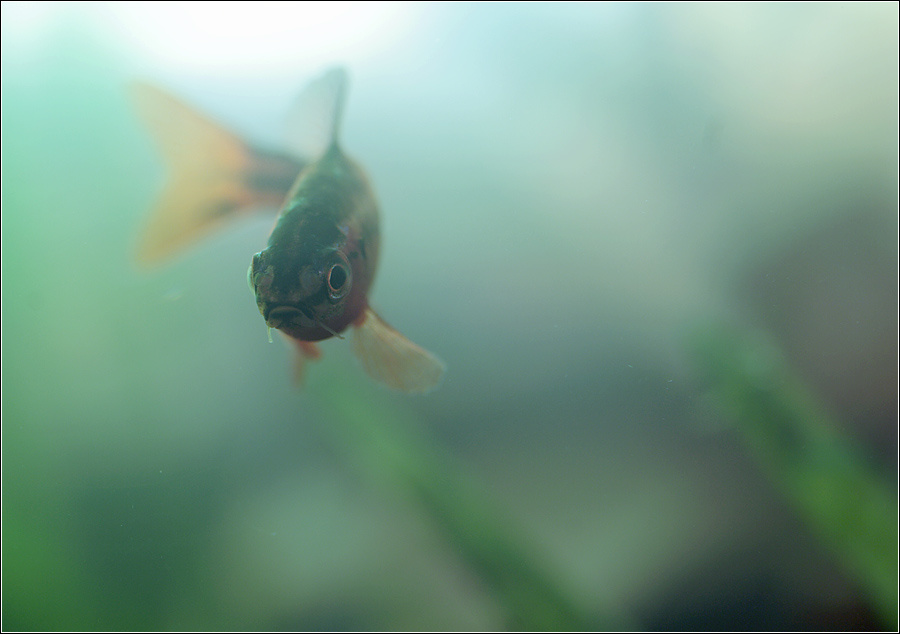 aqualogo 