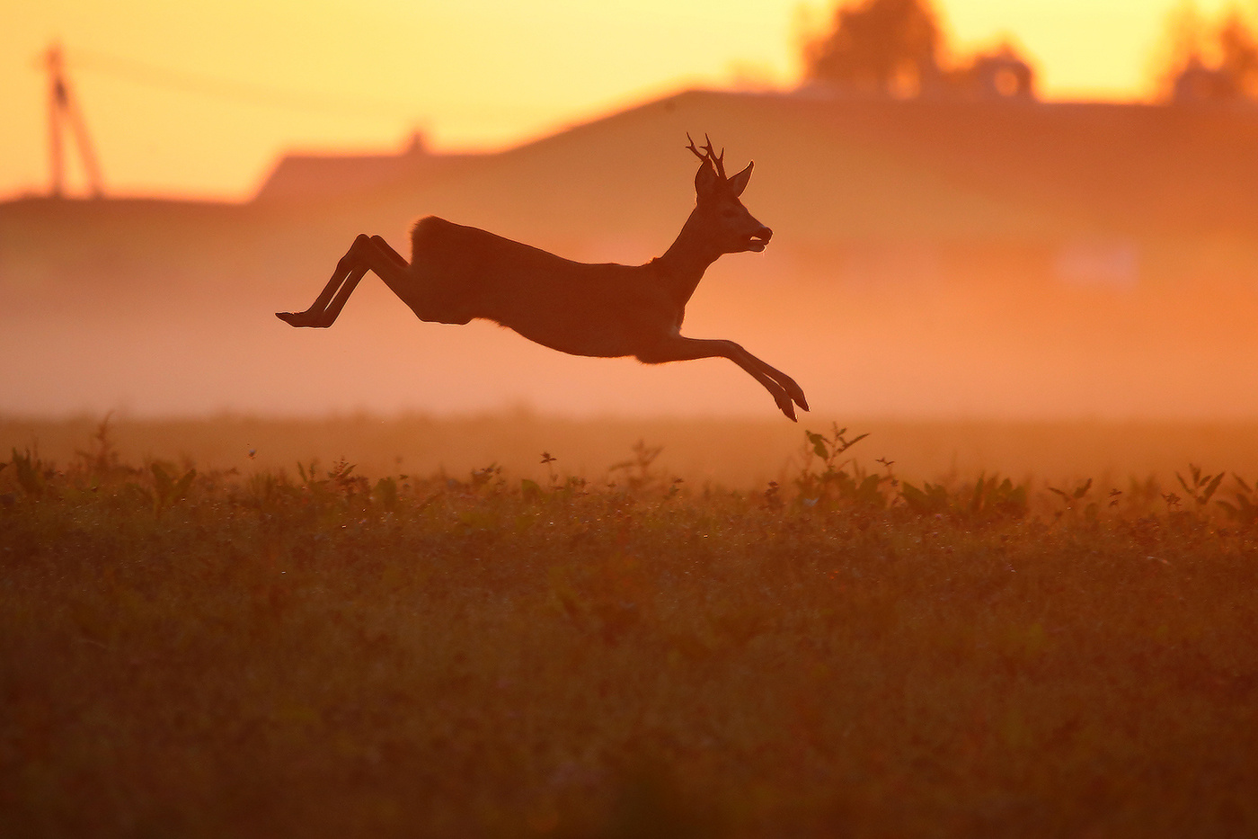 вечерний променад косуля олень полет закат roe deer flight оранжевый