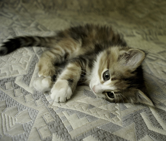 кошка Люся котенок