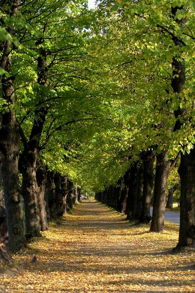 о симметрии Петергоф, аллея,  осень