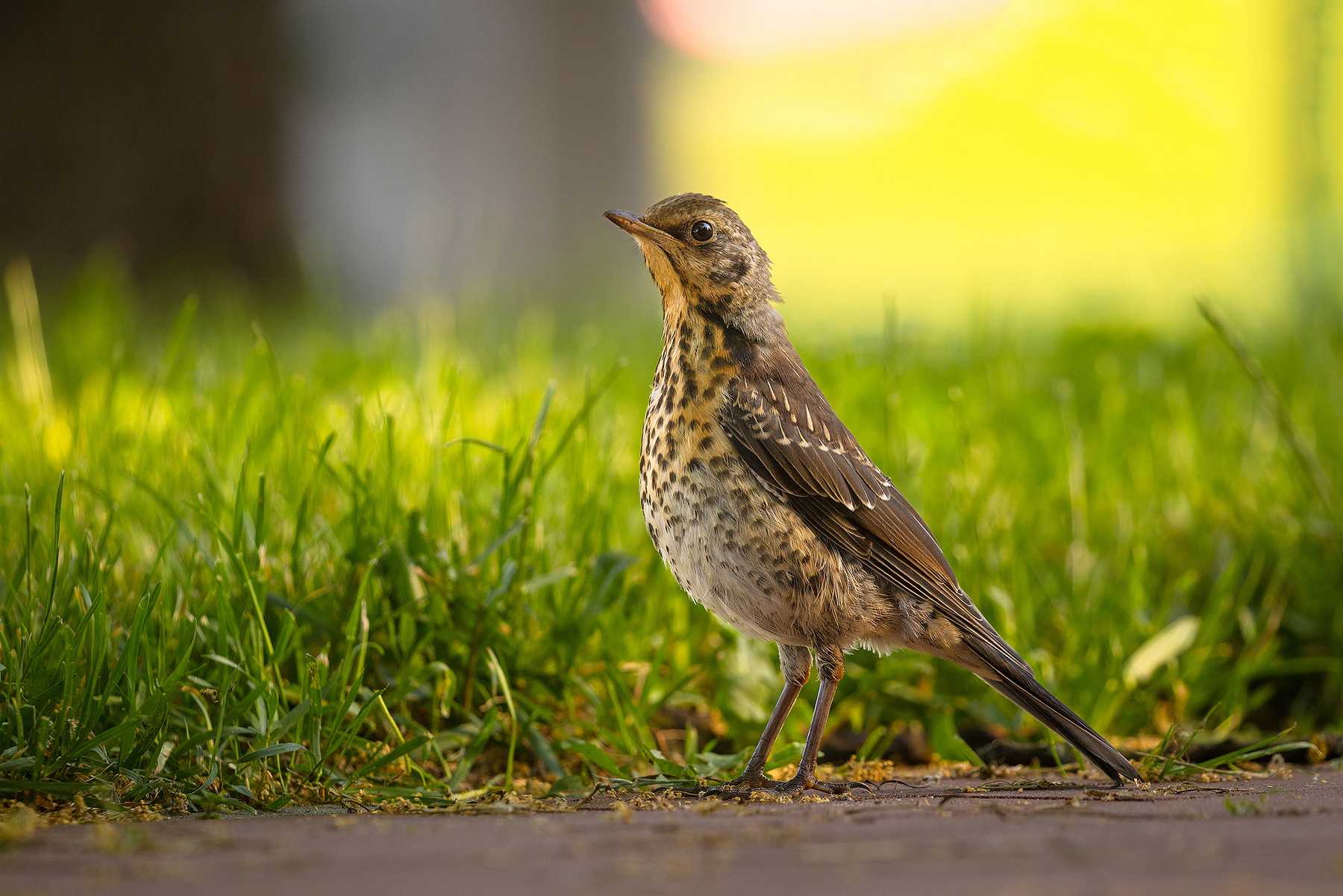 Thrush 