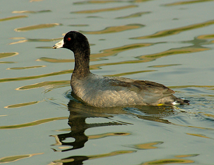Krasnei Glas coot