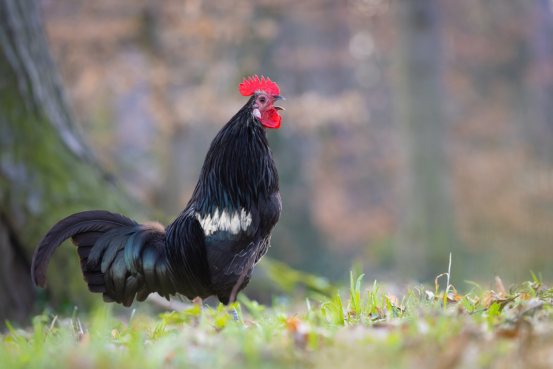 Cock 