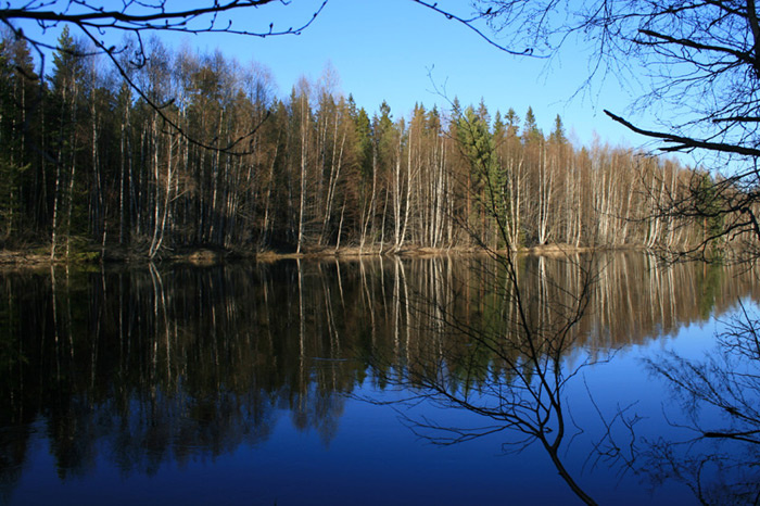 Карелия карелия