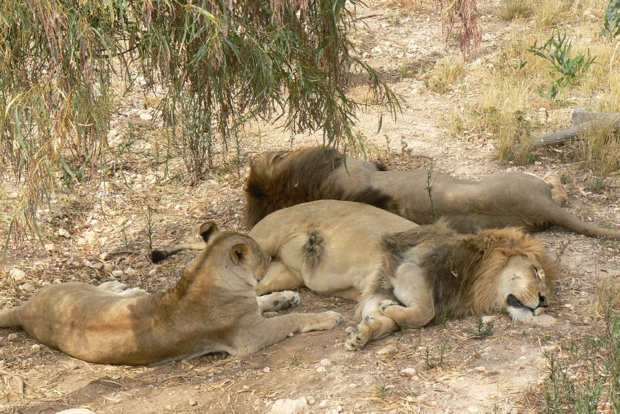 *Lions* Лев, зоопарк, Тунис, лето, жара, животные, природа, хищник