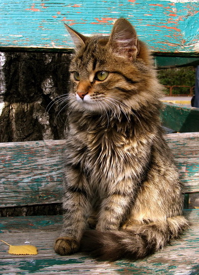 Осенняя кошка кошка осень листочек