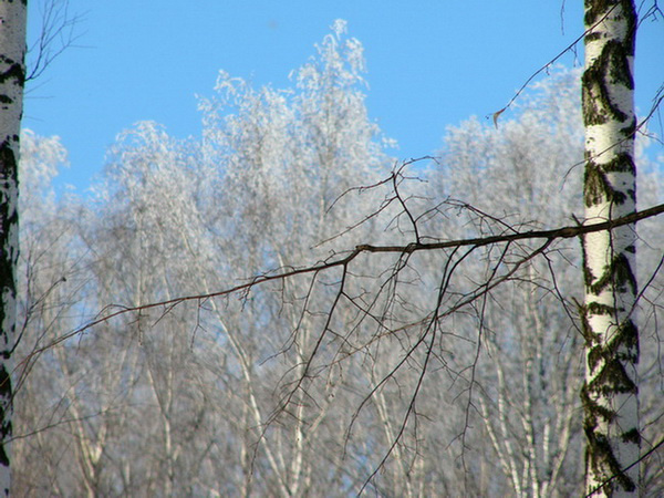 Зимний лес 