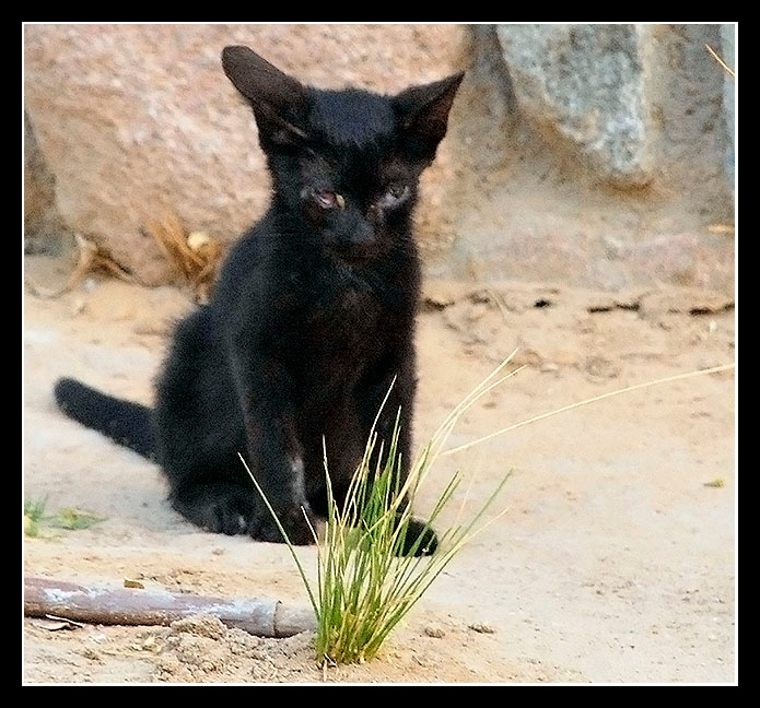 \"I was born on the sun, on the street...\" cats