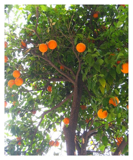 Orange апель син