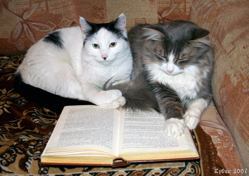 Ученье - свет... кошки книга спят ученье-свет