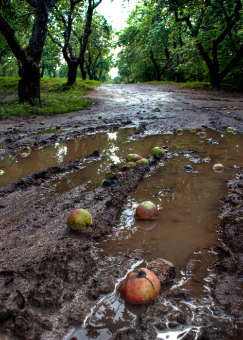Скоро осень яблоки, грязь, парк, осень