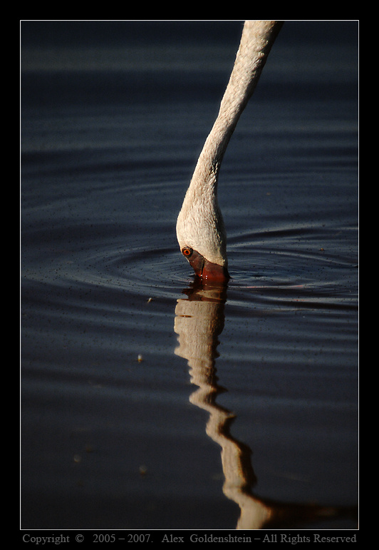 Mалый фламинго (Lesser Flamingo). Африка, Кения, Национальный, парк, озера, Накуру, Lesser-Flamingo, Phoenicopterus-ruber, фламинго