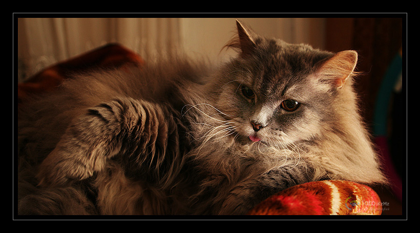 А вот вам всем Кот пушистый