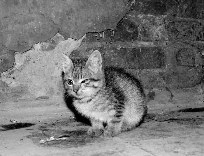 Бездомный котёнок