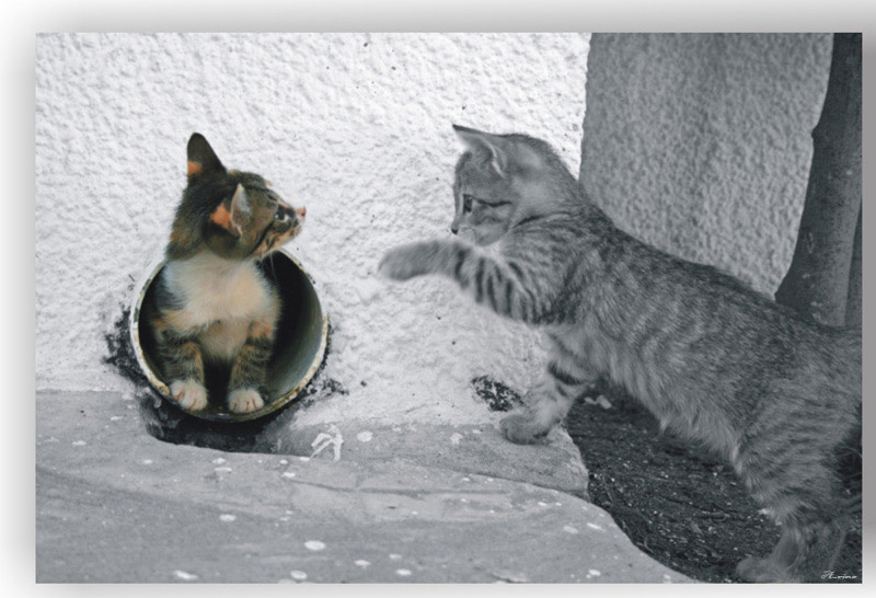 1+1 котята