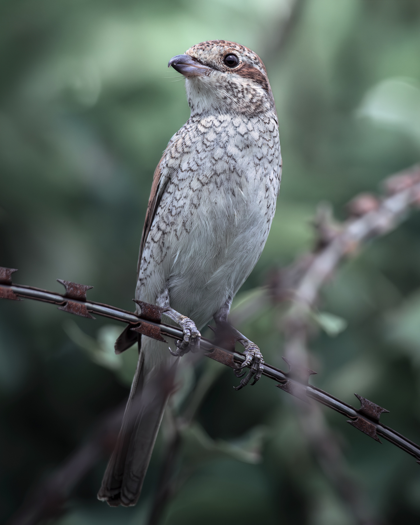 Обыкновенный жулан (Lanius collurio) 
