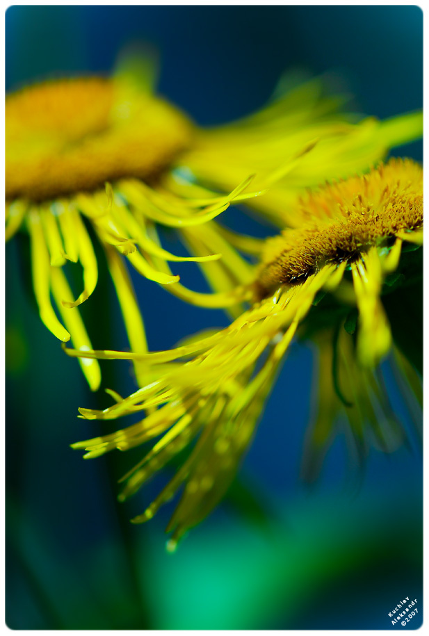 Sensation penquanta kuchiev aleksandr nikon d200 flower macro