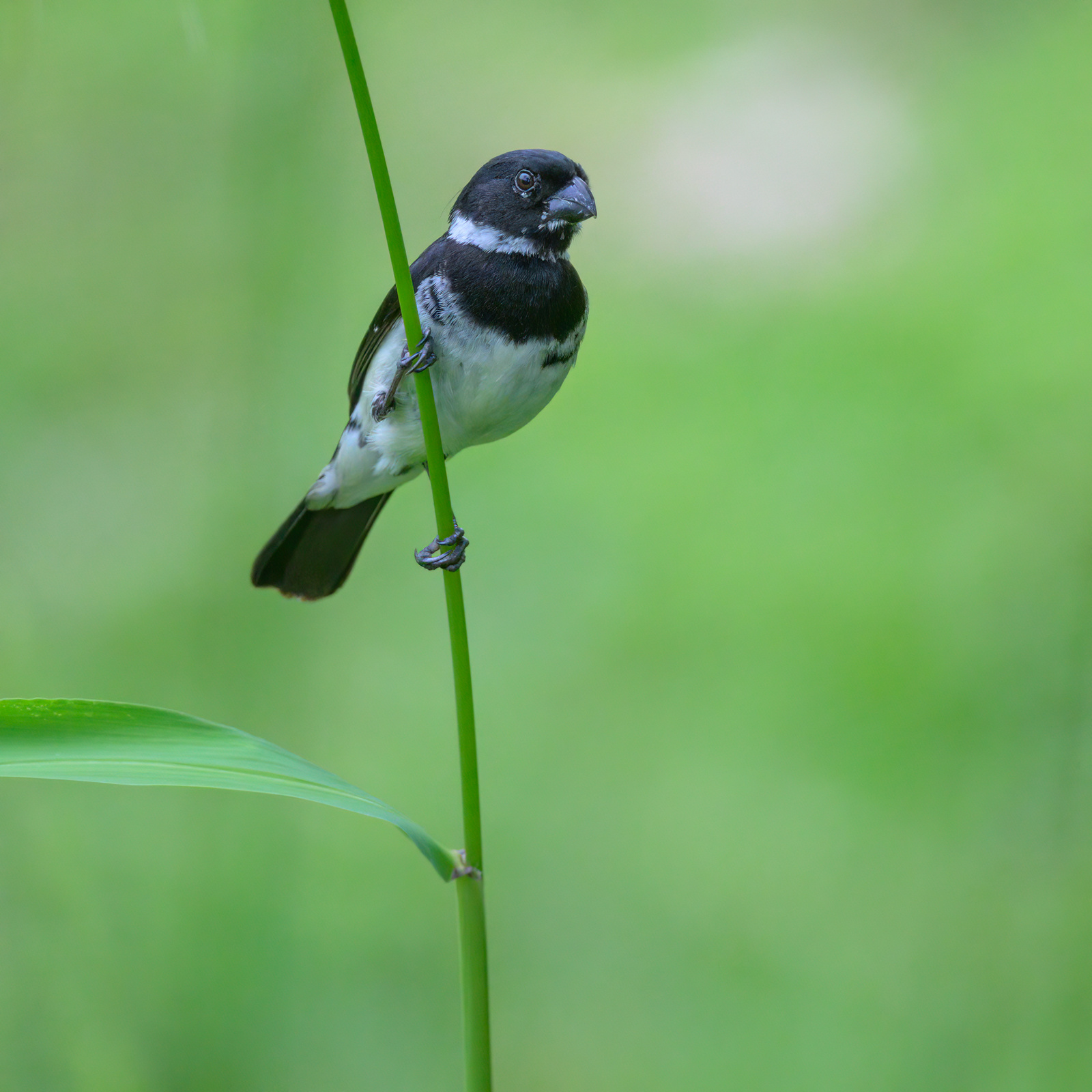 Morelet's-seedeater (m) 