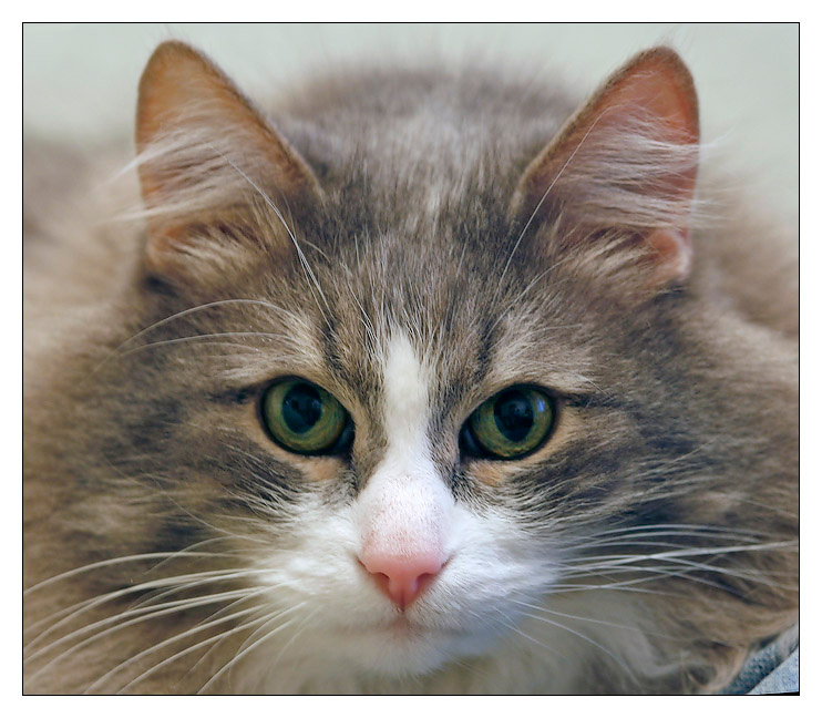 КОШпировский котяра